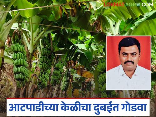 This farmer from Atpadi produces 16 tons of bananas in his first harvest; gets direct access to the Dubai market | आटपाडीच्या 'या' शेतकऱ्याला केळीच्या पहिल्या तोड्यात १६ टन उत्पादन; मिळाली थेट दुबईची बाजारपेठ