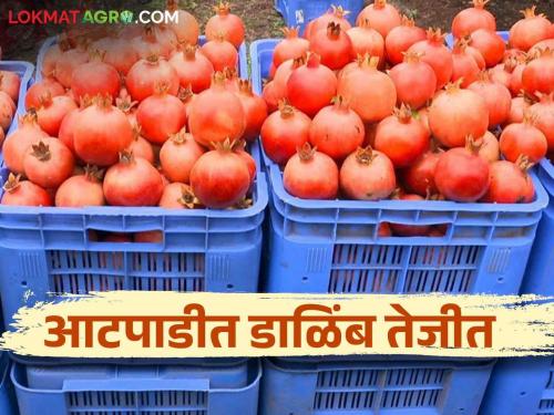 Pomegranate got the highest price in Atpadi How did you get the price per kg? | आटपाडीत डाळिंबाला मिळाला सर्वाधिक दर प्रतिकिलो कसा मिळाला भाव