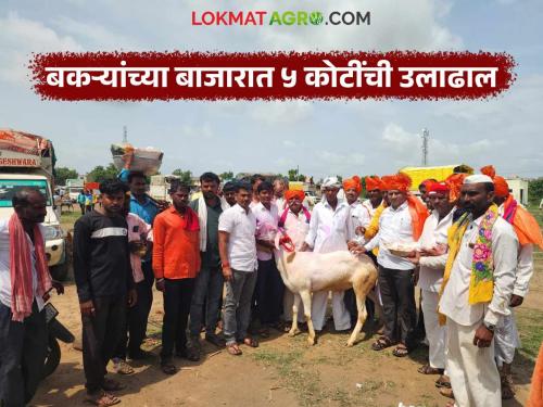 Seven month sheep sells for Rs 32,000 in Atpadi market; market turnover of Rs 5 crore | आटपाडीच्या बाजारात सात महिन्यांच्या बकऱ्याला ३२ हजार रुपये दर; तब्बल ५ कोटींची उलाढाल