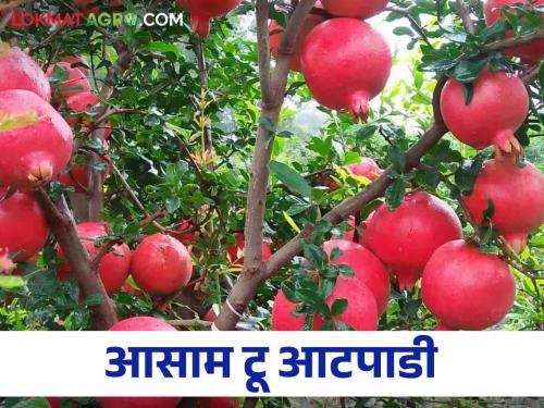 Farmers of Assam came directly to the atpadi for see how to do pomegranate farming | आसामचे शेतकरी आटपाडीच्या डाळिंबावर फिदा, बाग पाहण्यासाठी थेट बांधावर आले