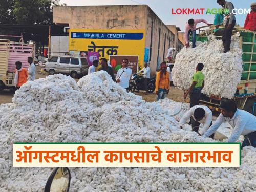 What price per quintal will cotton fetch in August 2025? Read in detail | Kapus Market : ऑगस्ट 2025 मध्ये कापसाला प्रति क्विंटल काय भाव मिळतील? वाचा सविस्तर 