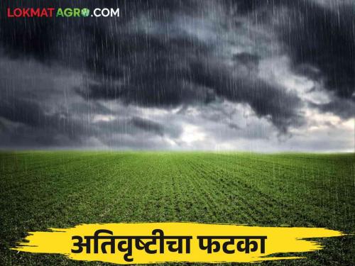 Heavy Rains: Heavy rains hit 11.67 lakh hectares in Marathwada; Damage to agricultural crops  | Heavy Rains: अतिवृष्टीचा मराठवाड्यातील ११.६७ लाख हेक्टरला फटका; शेती पिकांचे नुकसान 