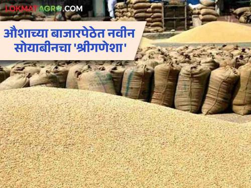 Soybean Market: New Soybean 'Shriganesha' in Ausha Adat Market; Read more about what you got | Soybean Market : औशाच्या अडत बाजारात नवीन सोयाबीनचा 'श्रीगणेशा'; काय मिळाला दर वाचा सविस्तर