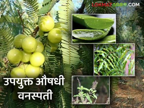 Latest News agriculture News medical plants Five herbs plants that can be grown at home, know in detail  | Medical Plant : घरच्या घरी उगवता येतील अशा पाच औषधी वनस्पती, जाणून घ्या सविस्तर 