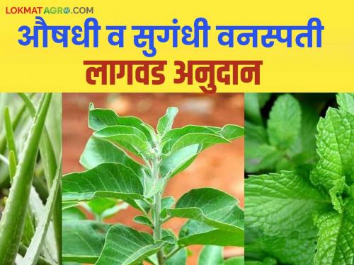 Farmers will get subsidy for cultivation of medicinal and aromatic plants; Know the details | औषधी व सुगंधी वनस्पती लागवडीसाठी शेतकऱ्यांना मिळणार अनुदान; जाणून घ्या सविस्तर