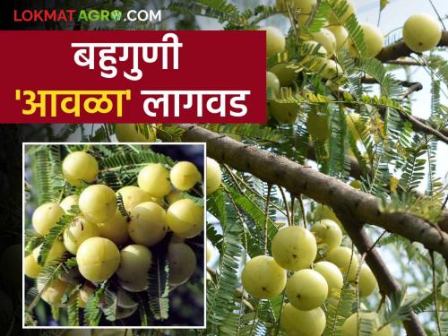 Big demand for amla in processing industry How to do amla farming | प्रक्रिया उद्योगात आवळ्याला मोठी मागणी कशी कराल आवळ्याची शेती