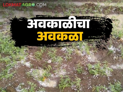 75 thousand hectares affected by bad weather unseasonal rain in the state; Rabi crop damaged | राज्यात ७५ हजार हेक्टरला अवकाळीचा फटका; रबी पिकांची झाली माती