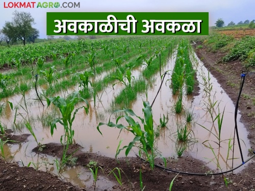 80,000 hectares of crop was destroyed by unseasonal rainfall in four days | अवकाळीने चार दिवसांत ८० हजार हेक्टरची केली माती