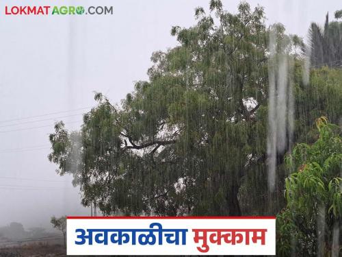 Unseasonal rains accompanied by strong winds will hit this part of the state for the next three days | राज्यात या भागात पुढील तीन दिवस वादळी वाऱ्यासह अवकाळी पाऊस दणका देणार