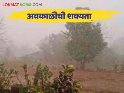 Maharashtra Weather Update : Where will rain showers occur for the next five days? Read in detail | Maharashtra Weather Update : पुढील पाच दिवस पावसाच्या सरी बरसणार कुठे? वाचा सविस्तर