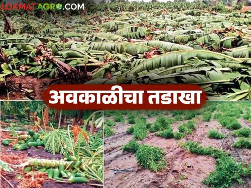 Unseasonal rains hit Marathwada and North Maharashtra in the state; Crops suffer major damage | राज्यात मराठवाडा, उत्तर महाराष्ट्राला अवकाळीचा तडाखा; पिकांचे मोठे नुकसान