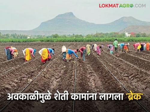 Awakali Paus: Unseasonal rains halt agricultural work; Kharif sowing in crisis? Read in detail | Avkali Paus: अवकाळी पावसाने शेतीची कामे ठप्प; खरीप पेरणीवर संकट? वाचा सविस्तर