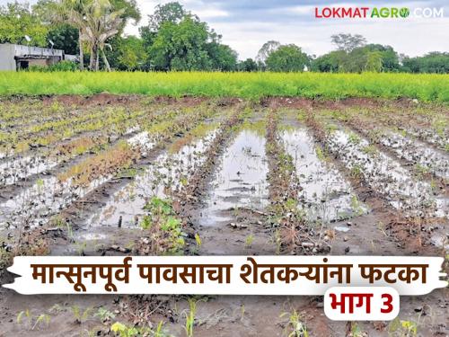 latest news Avakali Paus: Crops gone, dreams shattered… Now the hope of Panchnama Read in detail | Avakali Paus: पिकं गेली, स्वप्नं विरली… आता पंचनाम्याचीच आशा वाचा सविस्तर