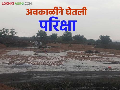 latest news Awakali Paus: Unseasonal rains: Crops damaged on 3 thousand hectares in Marathwada Read in detail | Awakali Paus: अवकाळीचा तडाखा: मराठवाड्यात ३ हजार हेक्टरवरील पिकांचे नुकसान वाचा सविस्तर