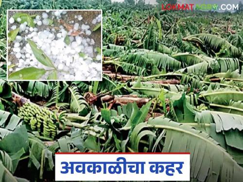 Unseasonal Rain: latest news These crops were destroyed due to unseasonal rains. Read in detail | Unseasonal Rain: अवकाळीच्या तडाख्याने 'ही' पिके झाली जमीनदोस्त वाचा सविस्तर