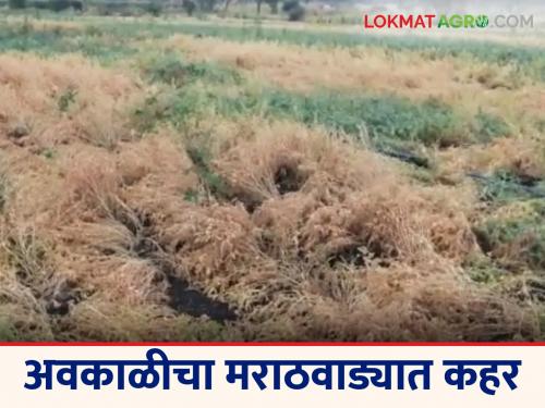 latest news Awakali Paus: Unseasonal rains wreak havoc in Marathwada; Read details of crop damage | Awakali Paus: अवकाळीचा मराठवाड्यात कहर; पिकांचे नुकसान वाचा सविस्तर