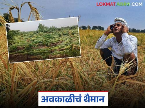latest news Marathawada Rain :17 days of unseasonal rains wreak havoc in Marathwada! Read the detailed damage report. | Marathawada Rain: १७ दिवसांच्या अवकाळी पावसाने मराठवाड्यात हाहाकार! वाचा सविस्तर हानीचा अहवाल