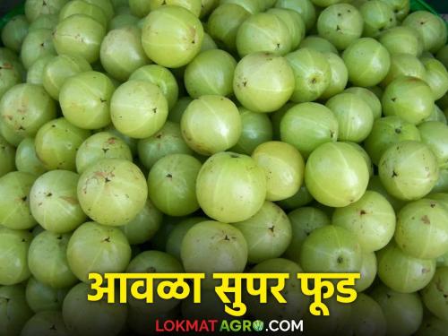 Amwala : Bahuguni Gavran Amwala is getting preference ; Amla is a healthy super food | Amwala : बहुगुणी गावरान आवळ्याला मिळतेय पसंती; आवळा हेल्दी सुपर फुड