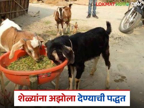 Latest News Azola For Goats Should goats be fed wet or dry azolla see detailsa | Azolla For Goats : शेळ्यांना ओला की सुका अझोला खायला द्यावा? किंवा कसा खायला द्यावा? 