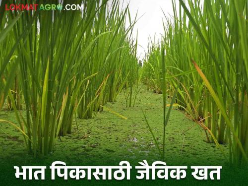 Azolla in Rice : Cultivate this plant in rice crop to increase production | उत्पादन वाढविण्यासाठी भात पिकात करा या वनस्पतीची लागवड