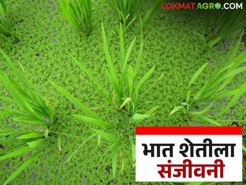 Plant this plant in rice crops to reduce fertilizer costs and increase production | खतांवरील खर्च कमी करण्यासाठी व उत्पादन वाढीसाठी भात पिकात करा ह्या वनस्पतीची लागवड
