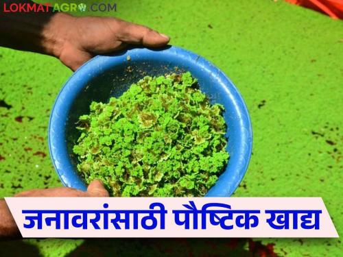 Give this favorite feed to livestock for more milk production | अधिक दुग्धोत्पादनासाठी पशुधनास द्या हे आवडीचं खाद्य