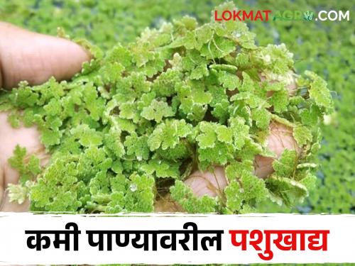 Azolla is a great alternative to animal feed | शेती नसेल तरीही तुम्ही कमी वेळेत, कमी खर्चात घेऊ शकाल ह्या पौष्टीक चाऱ्याचे उत्पादन