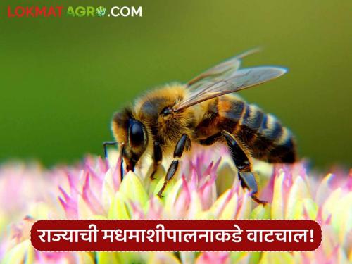 114 beekeepers in the state have 14 thousand bee boxes; How is the progress of beekeeping? | Honey Bee : राज्यात ११४ मधपाळांकडे १४ हजार मधमाशांच्या पेट्या; कशी आहे मधमाशीपालनाची वाटचाल?