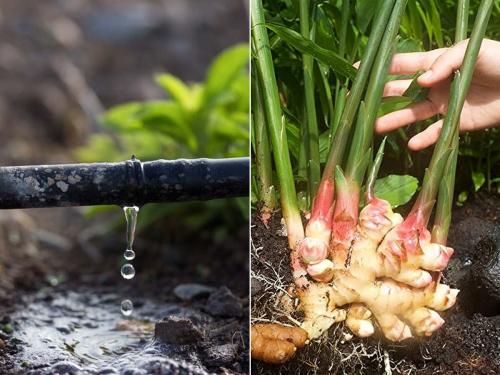 Water was pumped from wells and fields were filled, ginger was grown on drip irrigation | विहिरीतून पाणी उपसून शेततळे भरले, ठिबक सिंचनावर पिकवले अद्रक