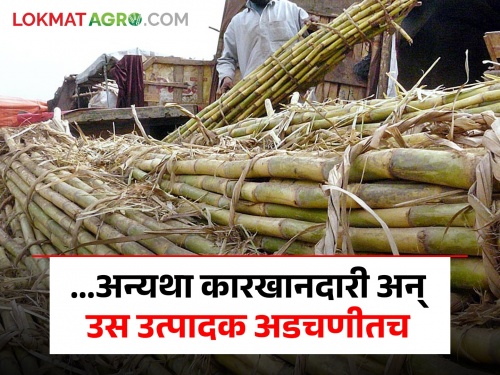 central government sugar msp no matter how much the FRP is increased sugarcane industry and farmer will trouble | ...अन्यथा एफआरपी कितीही वाढवला तरी कारखानदारी अन् शेतकरी अडचणीत येणार