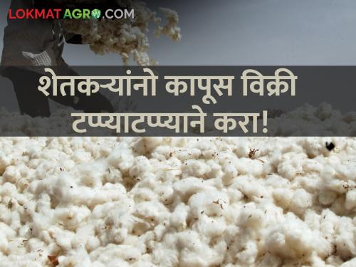 Attention farmers Phase out cotton sales to take advantage of price hikes | शेतकऱ्यांनो लक्ष द्या! दरवाढीचा फायदा घेण्यासाठी कापूस विक्री टप्प्याटप्प्याने करा