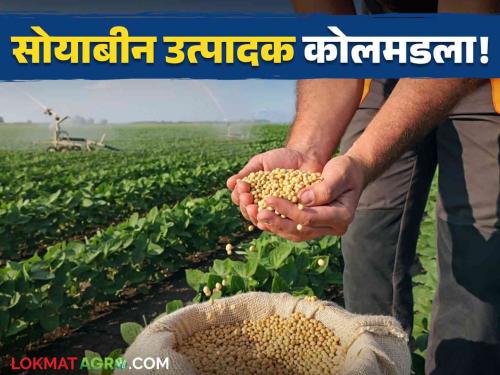 "Soybeans don't even fetch the price of husks, not enough to take from the fields"; Soybean producer collapsed! | "सोयाबीनला कवडीचापण भाव मिळेना, शेतातून काढायलाबी पुरत नाय"; सोयाबीन उत्पादक कोलमडला!