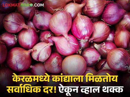 Kerala Onion Rates: Onion in Kerala is getting the highest rates in the country! Lowest in Tamil Nadu | Kerla Onion Rates : केरळात कांद्याला मिळतोय देशातील सर्वाधिक दर! तामिळनाडूत सर्वांत कमी