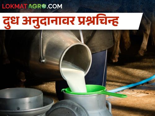 Who will give Rs 5 subsidy to our milk? Farmers in Marathwada are in trouble | आमच्या दुधाला कोण देणार ५ रुपये अनुदान? मराठवाड्यातील शेतकरी विवंचनेत 