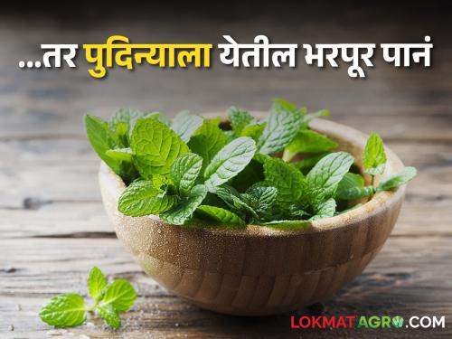 If you plant mint in a pot in this way, many leaves will come, you will get a lot of mint at home | या पद्धतीने पुदिना कुंडीत लावाल तर भरपूर येतील पानं, मिळेल घरच्याघरी भरपूर पुदिना