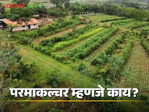 What is permaculture in natural farming? What is the benefit? | नैसर्गिक शेतीतील परमाकल्चर म्हणजे काय? काय होतो फायदा?