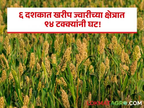 Sorghum : Shocking! Kharif sorghum area has declined by as much as 94 percent in the last 6 decades | Sorghum : धक्कादायक! मागच्या ६ दशकात खरीप ज्वारीच्या क्षेत्रात तब्बल ९४ टक्क्यांनी घट