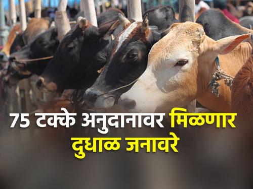 The government is giving 75 percent subsidy for milch animals, where to apply? | ७५ टक्के अनुदानावर सरकार देतंय दुधाळ जनावरे, कुठे कराल अर्ज?