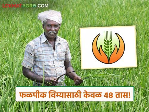 Crop Insurance: Farmers, pay for crop insurance! Only 48 hours left; Online portal is down | Crop Insurance : शेतकऱ्यांनो फळपीक विमा भरा! केवळ ४८ तास शिल्लक; ऑनलाईन पोर्टल ठप्प