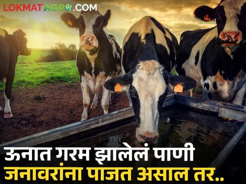 Heat increased, take care of livestock; Otherwise milk production, immunity will decrease | ऊन वाढले, पशुधनाची घ्या काळजी; अन्यथा दूध उत्पादन, रोगप्रतिकारकशक्ती होईल कमी