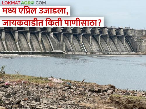 Jayakwadi Dam: Last year in Jayakwadi mid-April was 52.36 percent, what is the situation today? | Jayakwadi Dam:गतवर्षी जायकवाडीत मध्य एप्रिलला होते ५२.३६ टक्के, आज काय स्थिती?