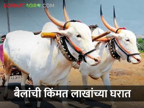 Banda of 1 rupee, makes a deal worth lakhs! The price of bulls in Hadargundi market is in lakhs | १ रुपयाचा बंदा, करून देतो लाखमोलाचा सौदा! हडरगुंडीच्या बाजारात बैलांची किंमत लाखांच्या घरात