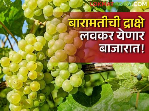 Grapes Baramati grapes will dominate the market but Only 25 percent of cuts are complete due to tariffs | Grapes : बारामतीची द्राक्षे मार्केट गाजवणार पण...; दरांमुळे केवळ २५ टक्केच छाटण्या पूर्ण