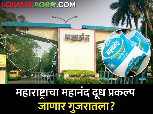 Mahanand milk project will go Gujarat national dairy development board minister meeting | महाराष्ट्राचा महानंद दूध प्रकल्प जाणार गुजरातला? NDDB कडे हस्तांतरण करण्याचा निर्णय