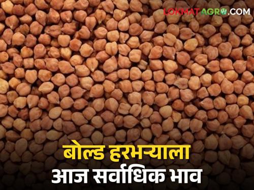 Where is the price of bold type gram, Garda, Kabuli chickpea today? | बोल्ड जातीच्या हरभऱ्याला आज सर्वाधिक, गरडा, काबूली चण्याला कुठे कसा भाव?