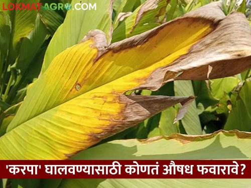 Which drug should be sprayed to remove 'karpa' on turmeric? | हळदीवरील 'करपा' जाण्यासाठी कोणते औषध फवारावे?