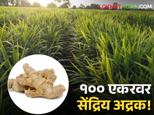 organic ginger cultivation: When the farmer decides, even a stone will sweat, the maximum of growing organic ginger on 100 acres! | शेतकऱ्यानं ठरवल्यावर दगडालाही फुटेल घाम, १०० एकरावर सेंद्रिय अद्रक पिकवण्याची कमाल!