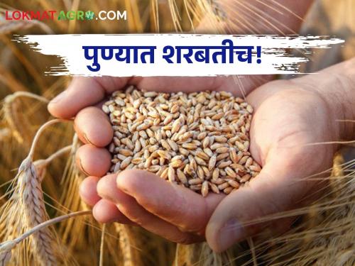 Wheat Market Today: Sharbat in Pune! How is the price of wheat in the state? | Wheat Market Today: पुण्यात शरबतीच! राज्यात कोणत्या गव्हाला कसा मिळतोय भाव?