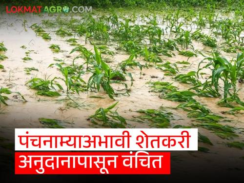 Crop Damage Heavy rains but no Panchnama Farmers deprived of help | Crop Damage : अतिवृष्टी झाली पण पंचनामे नाही; शेतकरी मदतीपासून वंचित