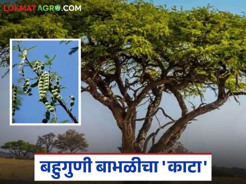 latest news Babool Tree Benefits: Pods, bark, gum, wood… Why is the useful acacia tree so rare now? Read in detail | Babool Tree Benefits : शेंगा, साल, डिंक, लाकूड… इतकी उपयुक्त बाभळी आता दुर्मीळ का? वाचा सविस्तर